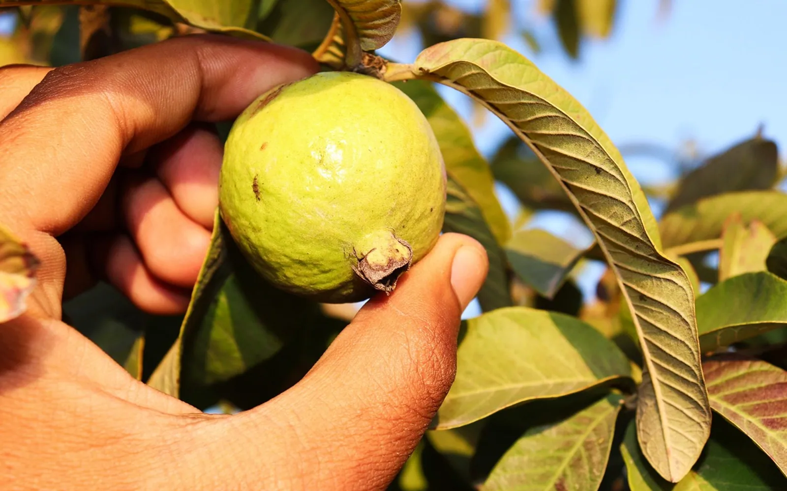 Guava, harvesting guava and guava fruit